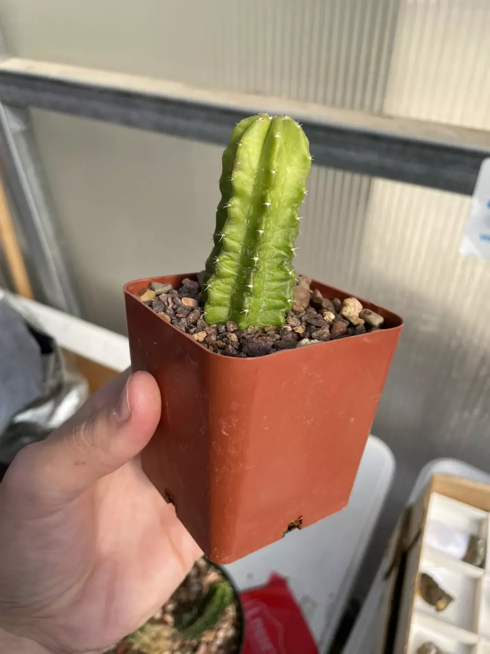 Echinocereus viereckii morricalii thumbnail