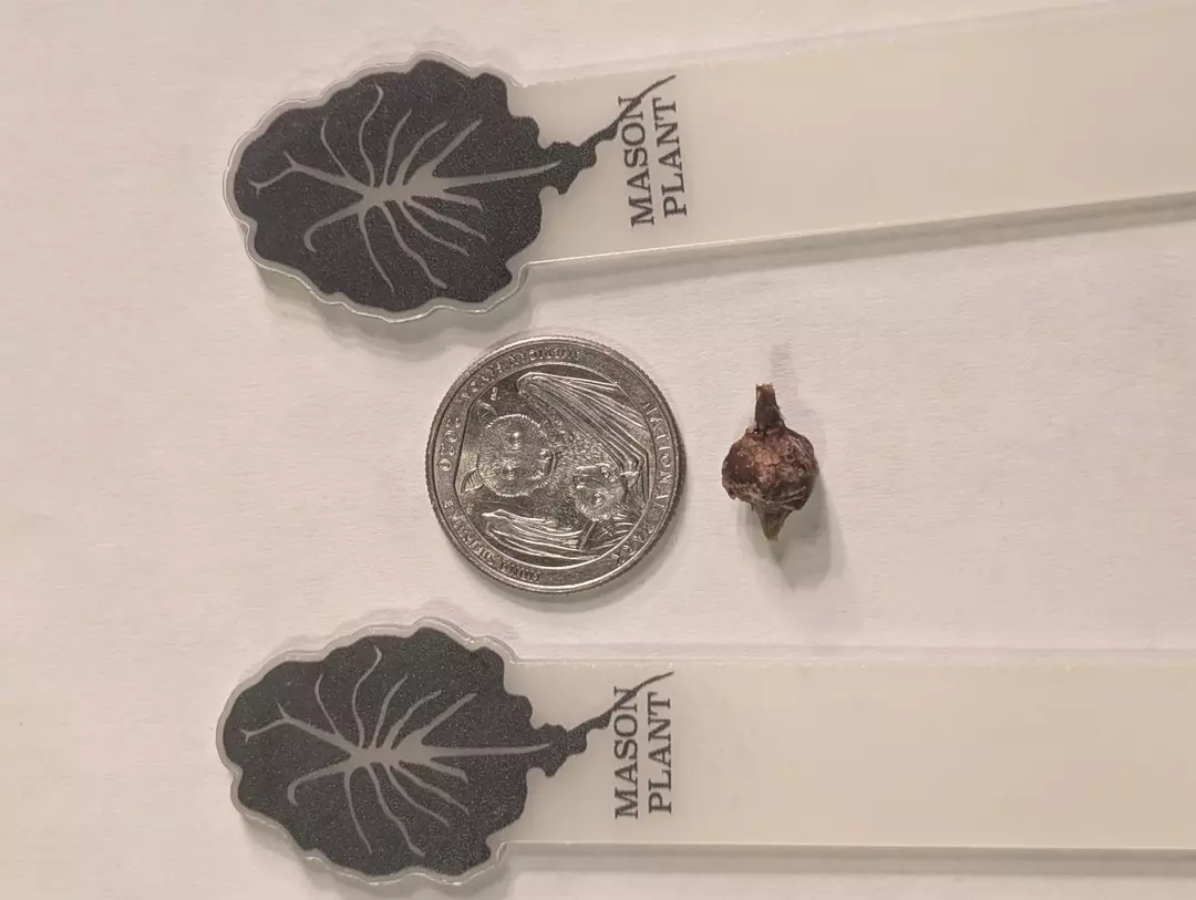 Alocacasia Venom corm from Mason Plants #1 thumbnail