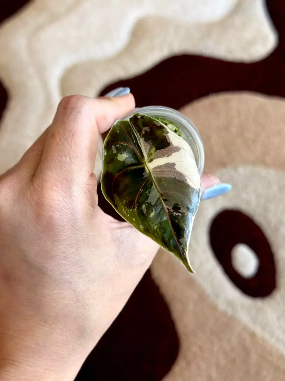 alocasia azlanii albo/pink 🩰 thumbnail