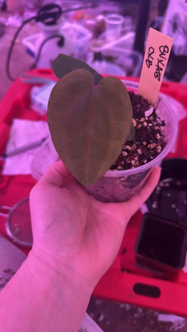 Select Anthurium blue velvet x AOS X Carla x BVEP thumbnail