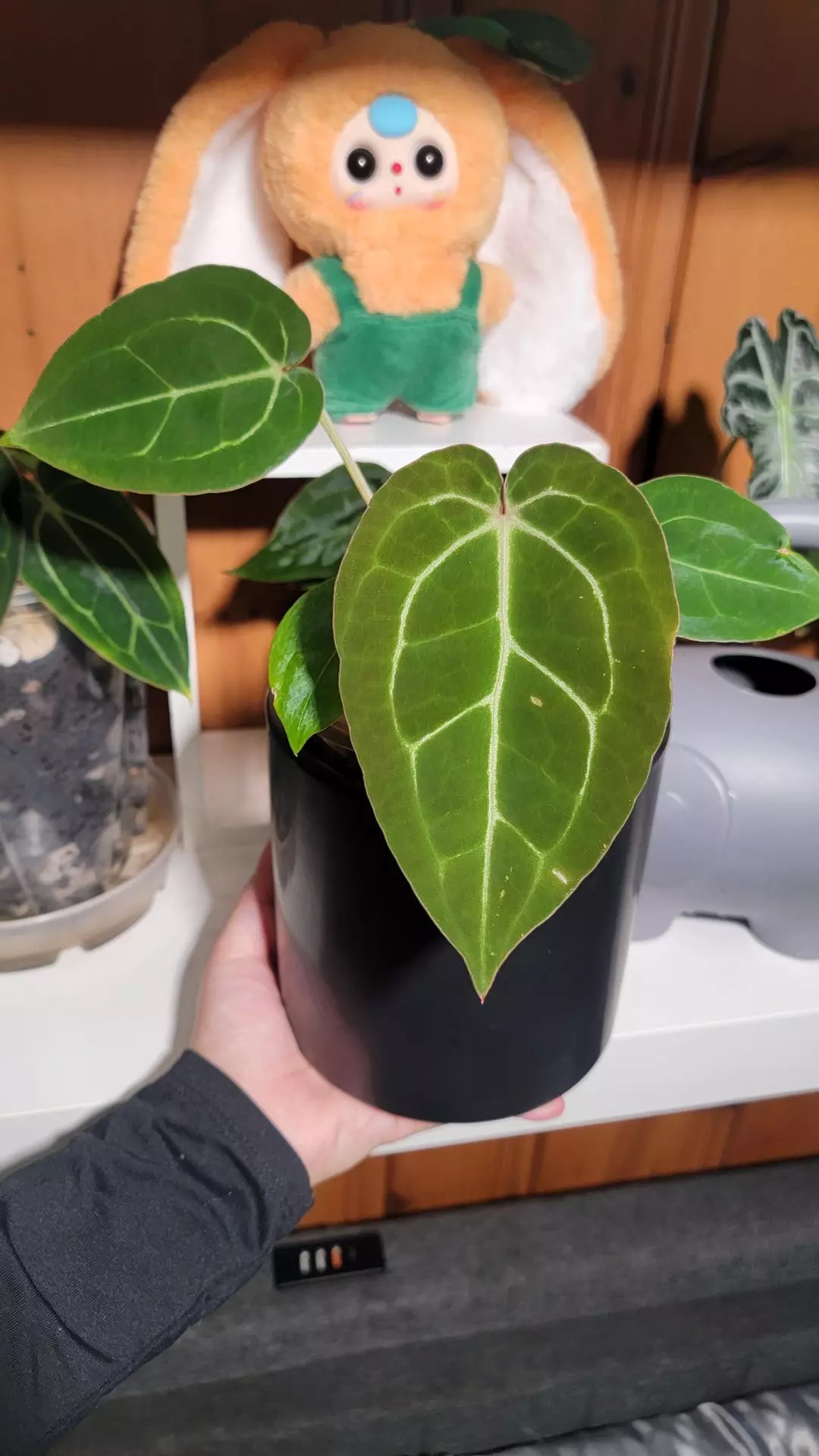 Anthurium (Dorayaki x BVEP) X Doc Block 4' thumbnail