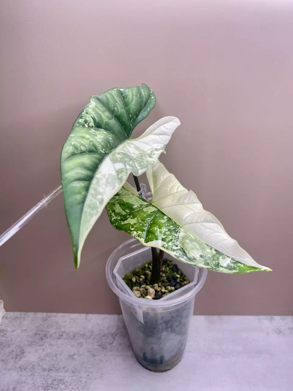 Alocasia Simpo Albo Corm thumbnail