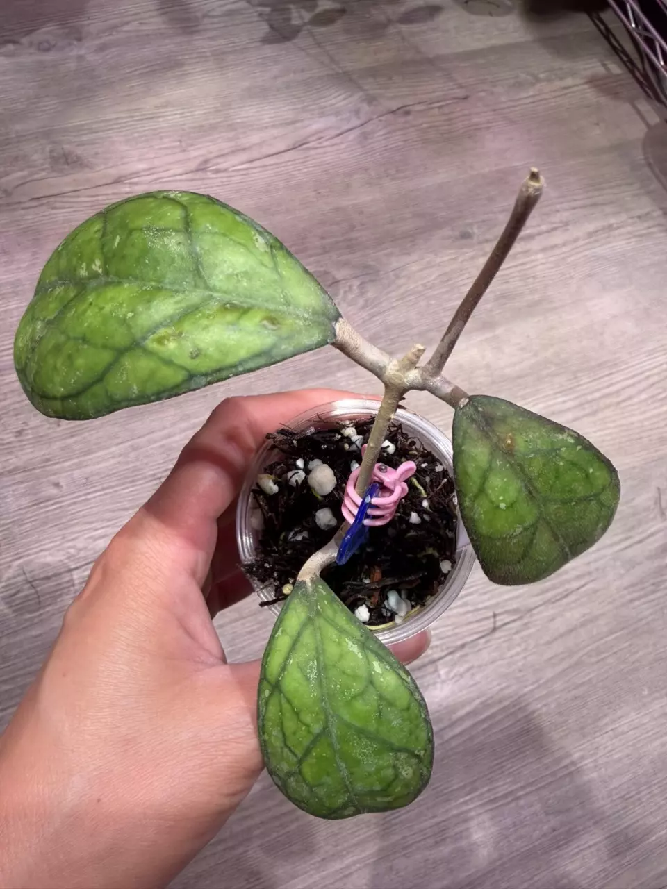 Hoya Larisa thumbnail