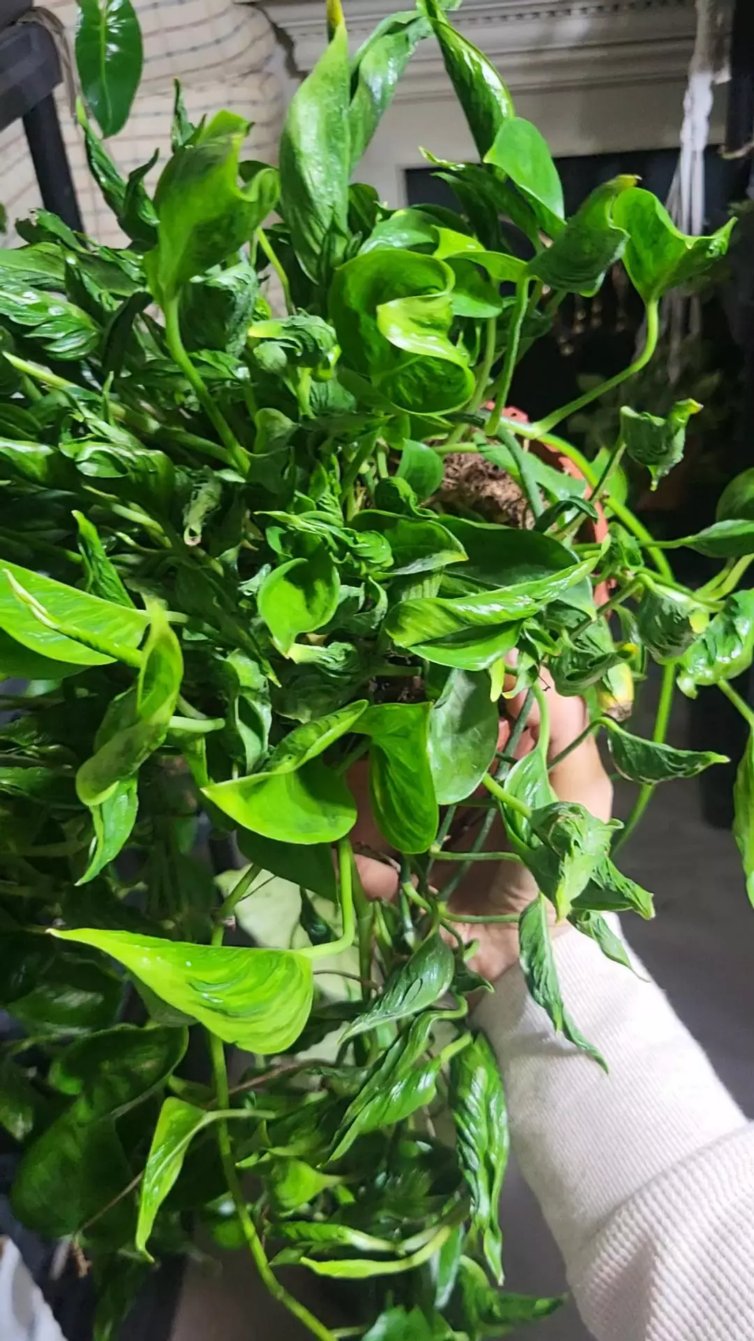 Shangri la pothos  full hb thumbnail
