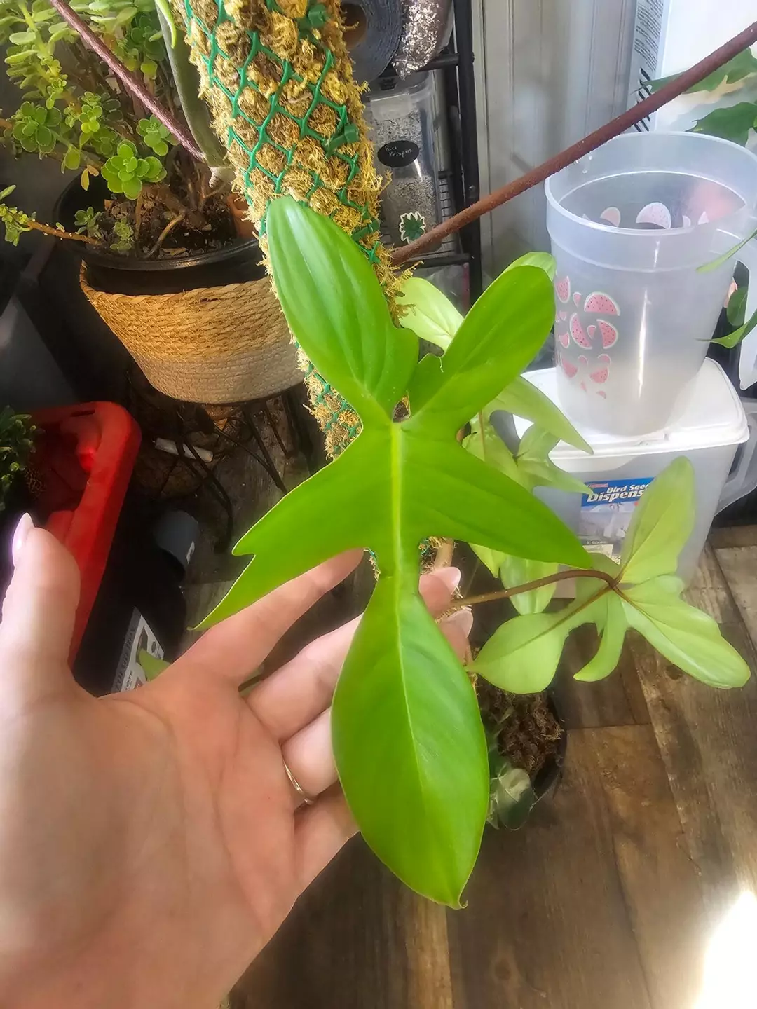 Philodendron florida green thumbnail