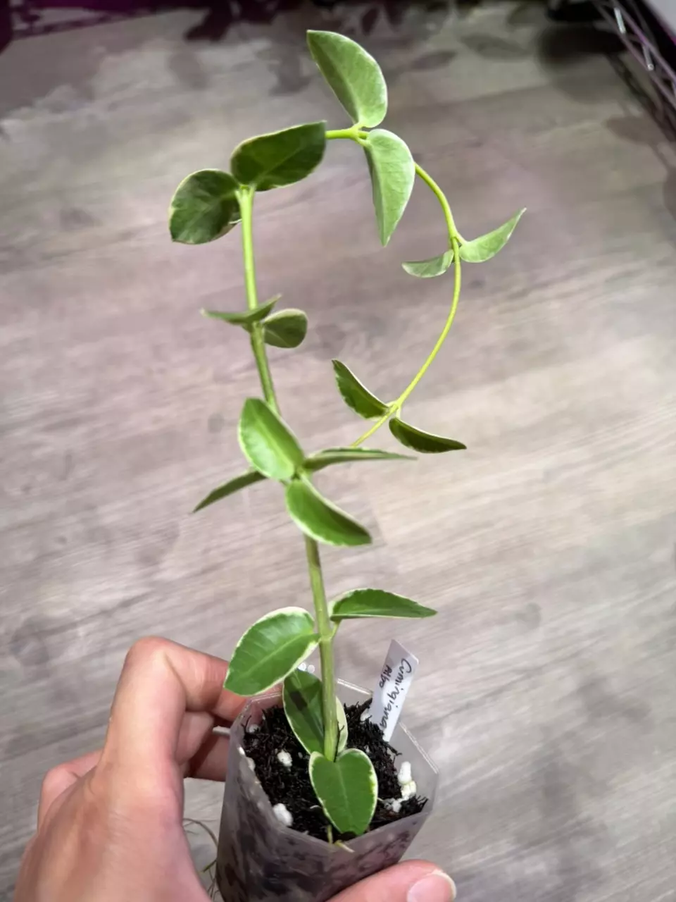 Hoya Cumingiana outer variegated thumbnail