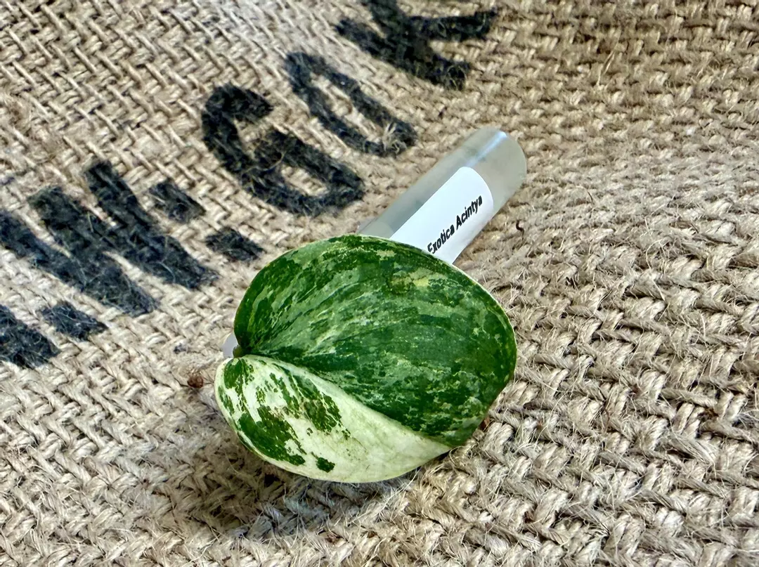 Scindapsus Acynthia thumbnail