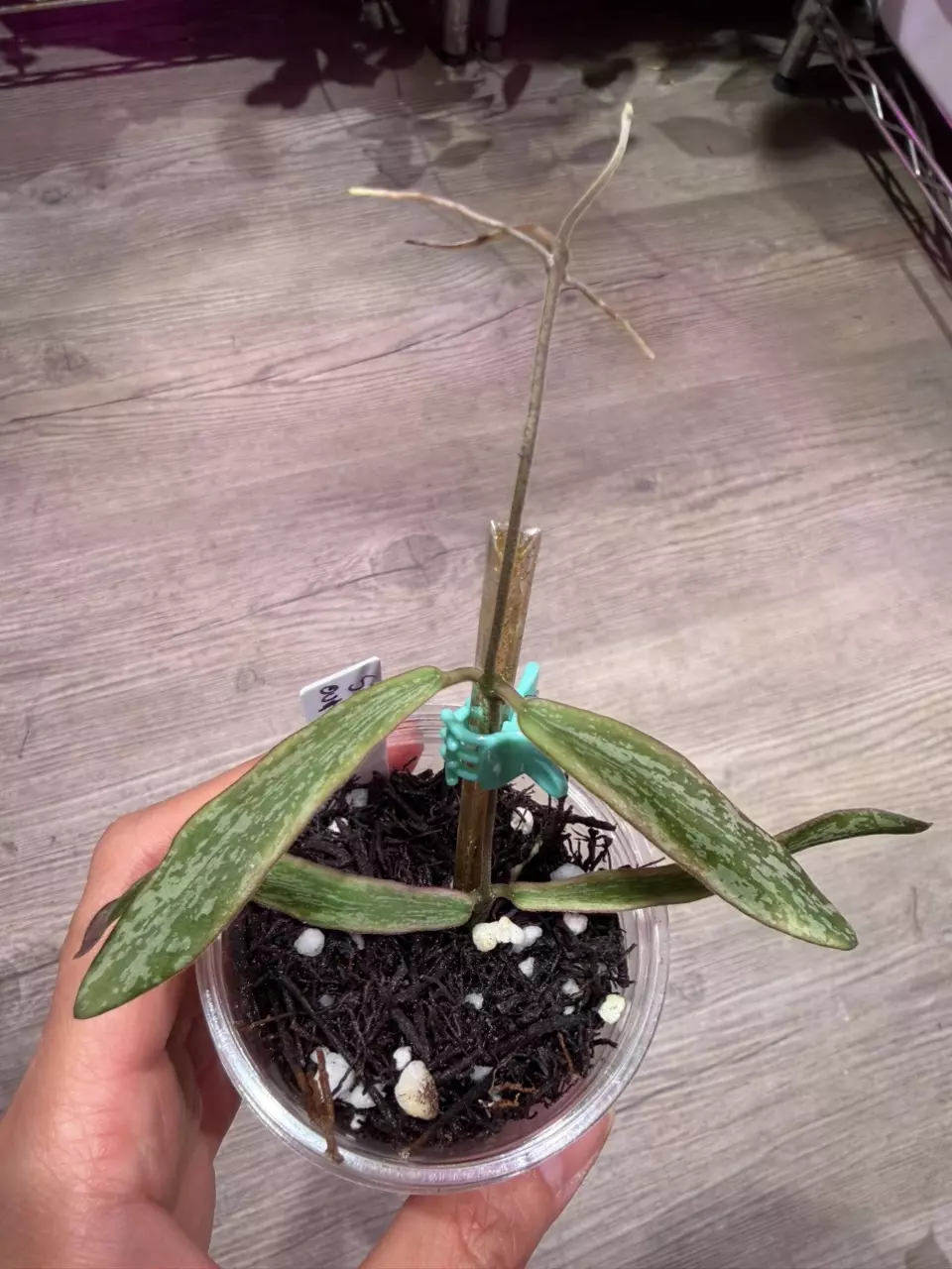 Hoya Sigillatid outer variegated thumbnail