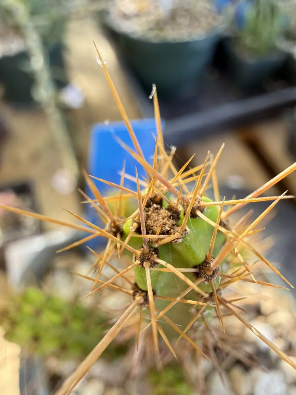 1186 Leptocereus scopulipholus thumbnail