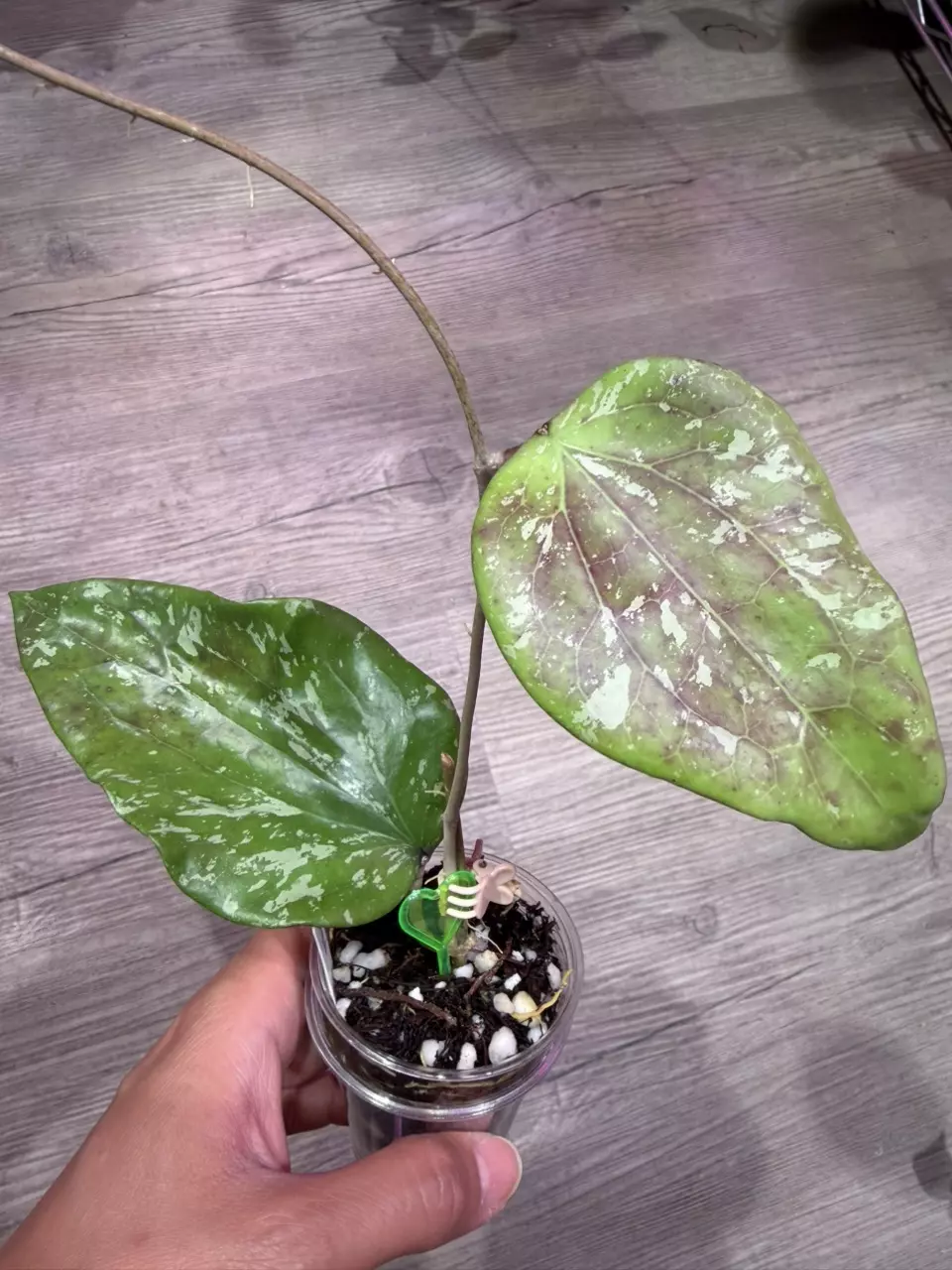 Hoya SF004 thumbnail