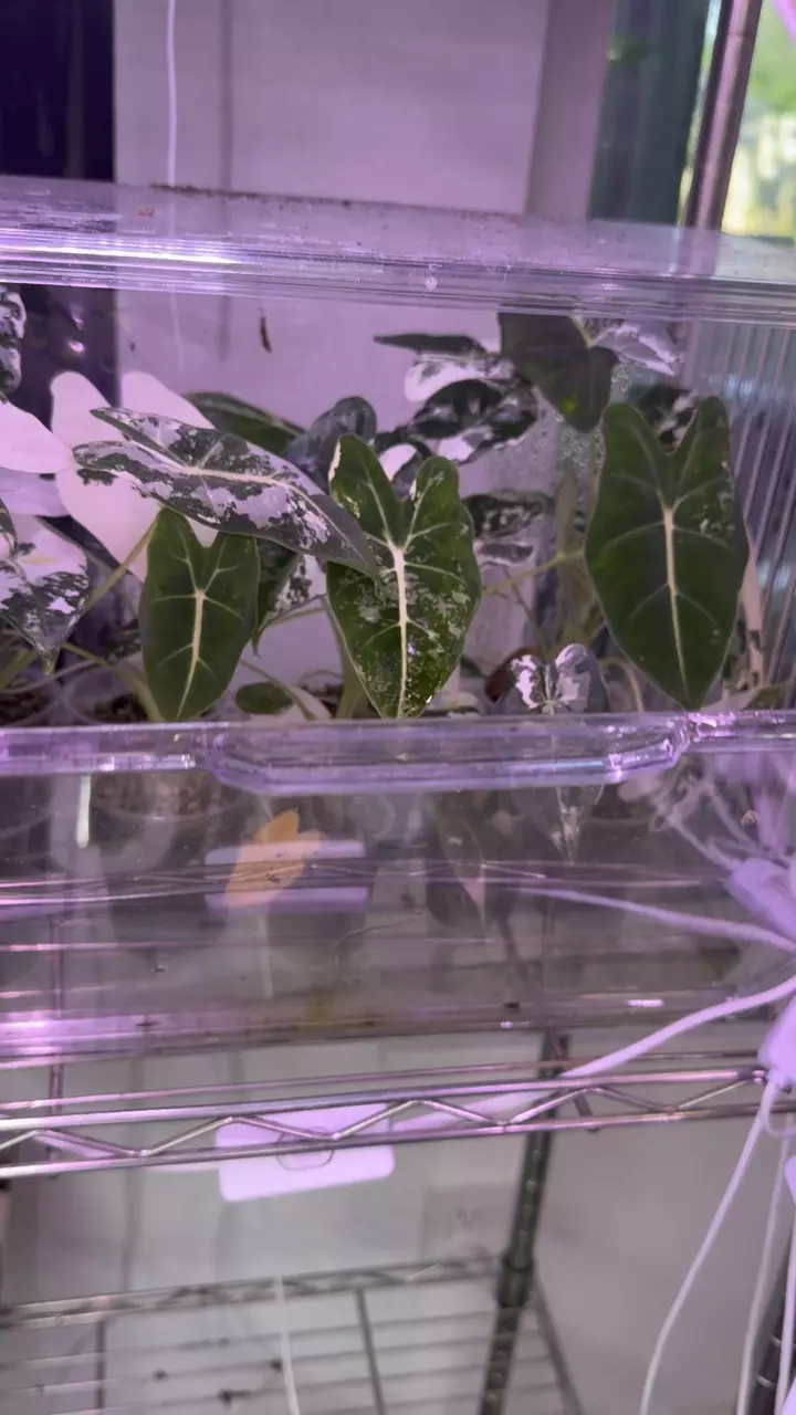 Alocasia frydek each $$25 thumbnail