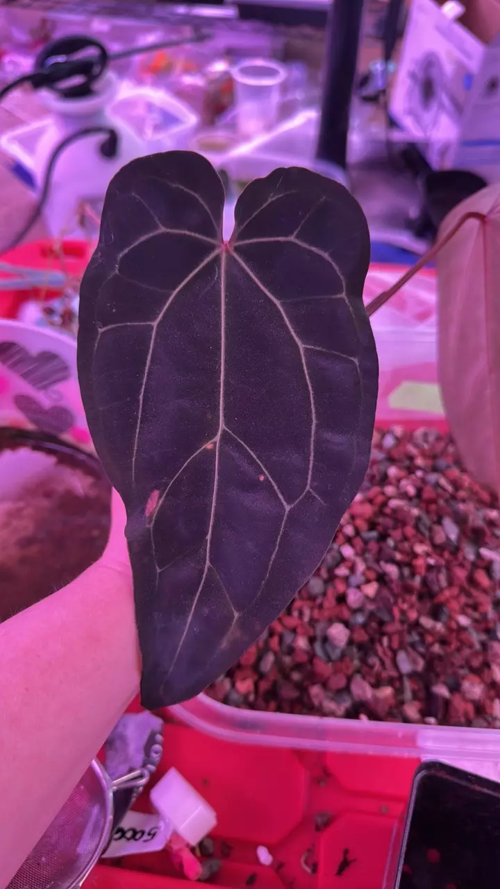 Anthurium AOS green form bottom cutting thumbnail