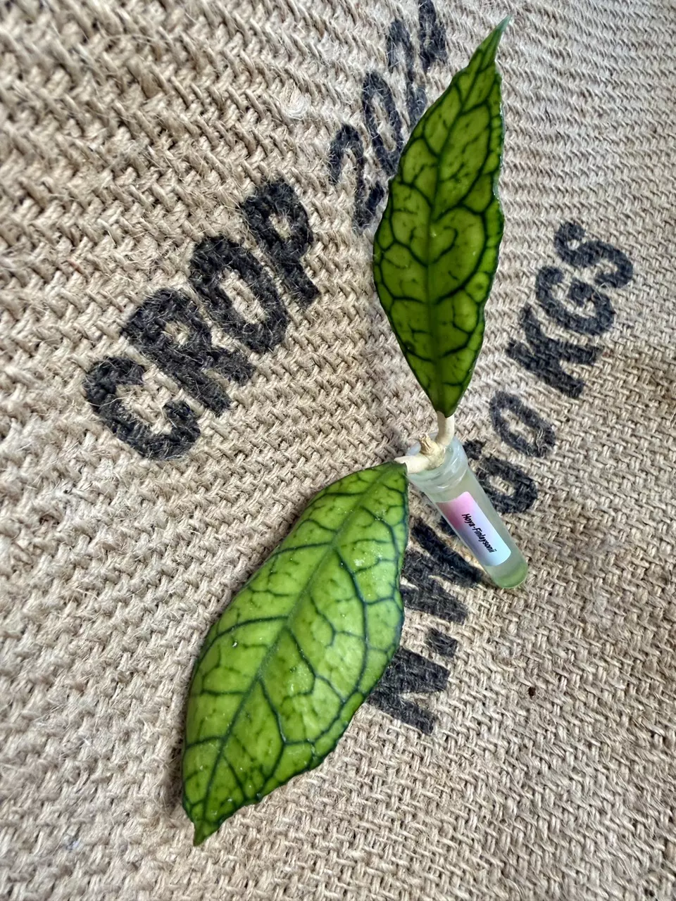 Hoya Finlaysonii Long Leaf thumbnail