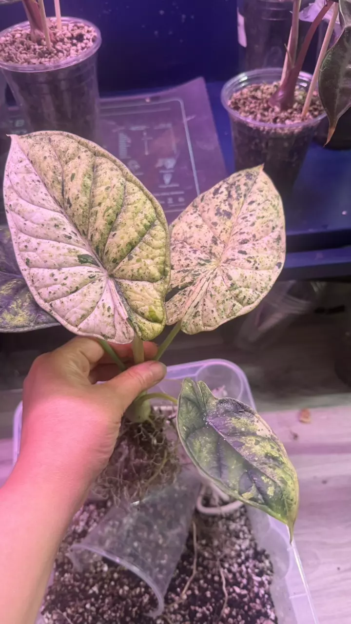 alocasia dragon scale mint corm thumbnail