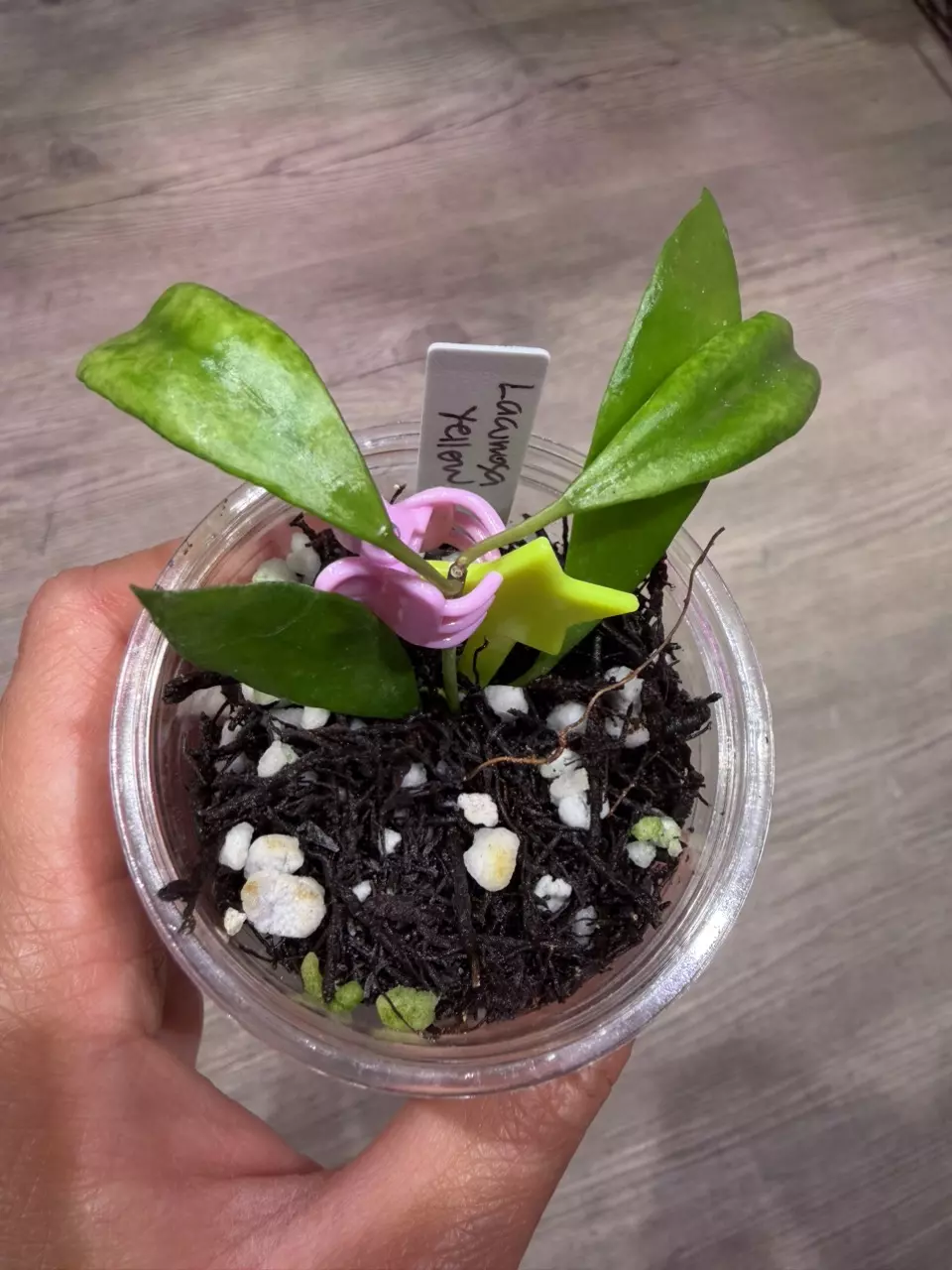 Hoya Lacunosa Yellow thumbnail