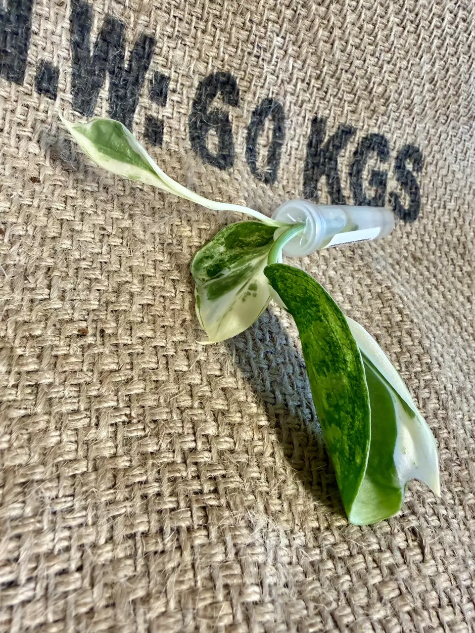 Scindapsus Acynthia thumbnail