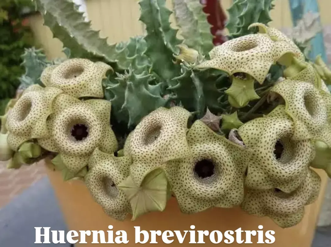 Huernia brevirostris, Asclepiad thumbnail