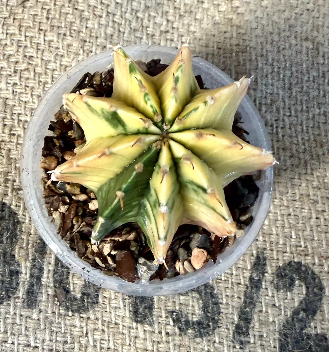 Gymnocalycium Cactus thumbnail