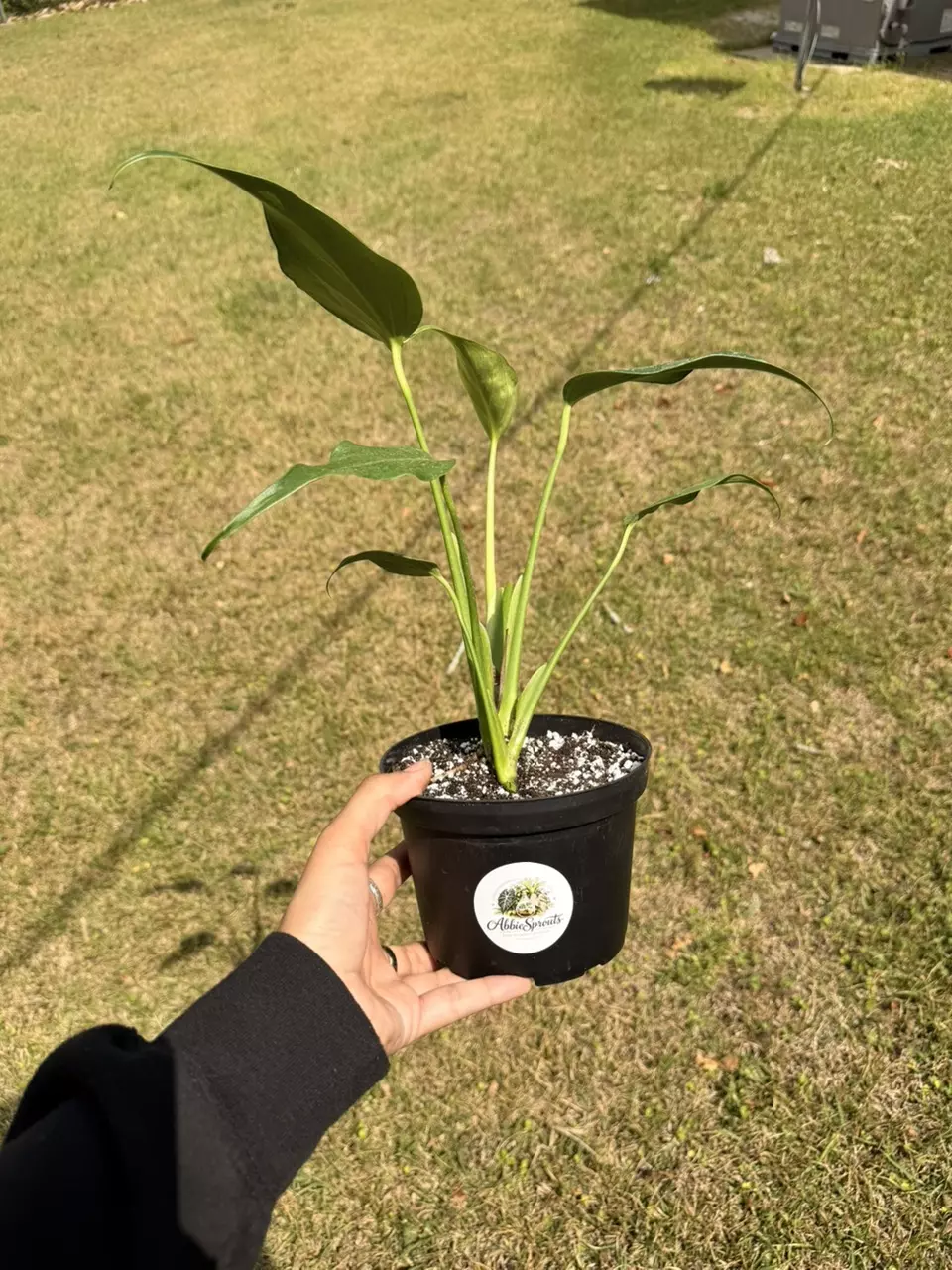 Monstera Burle Marx Flame thumbnail