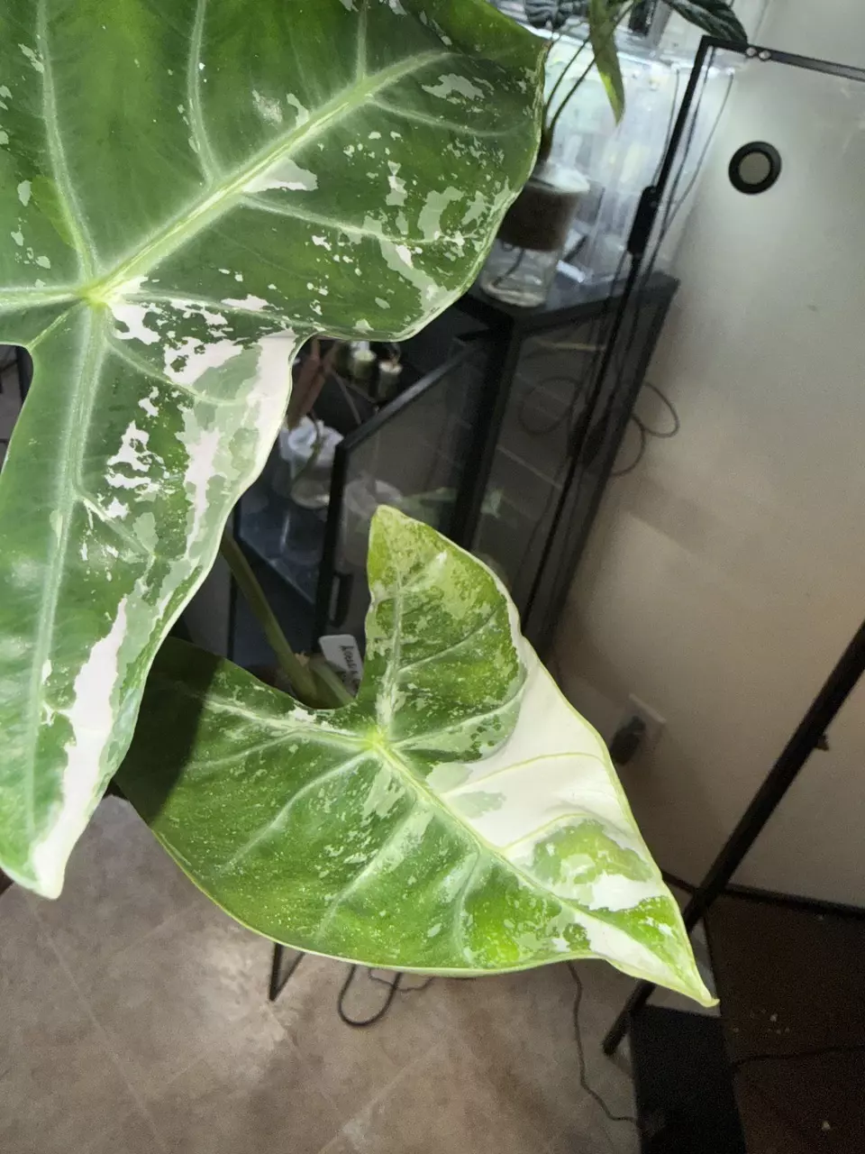 Alocasia Longiloba Albo Corms thumbnail