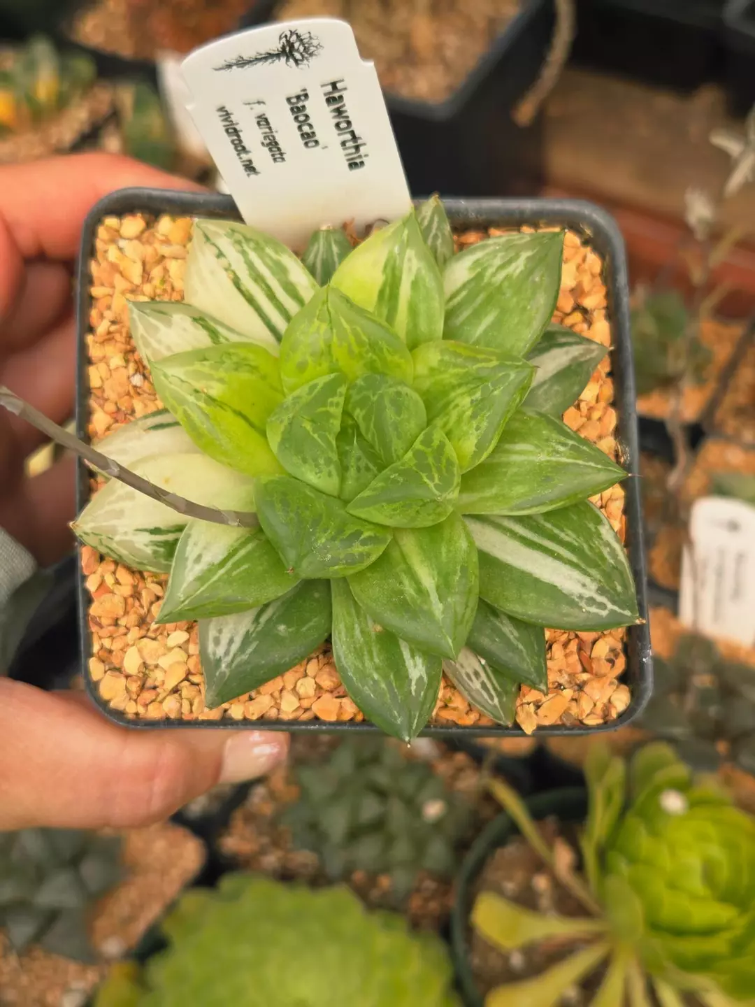Haworthia 'Baocao' variegated 3.5" thumbnail