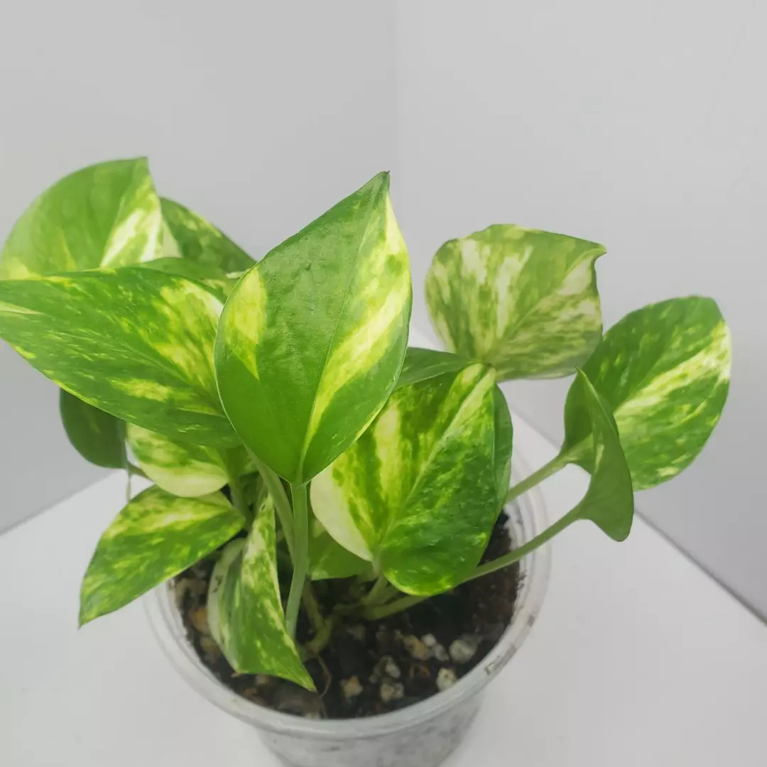 Pothos Teruno Bumpy, full 5 inch pot thumbnail