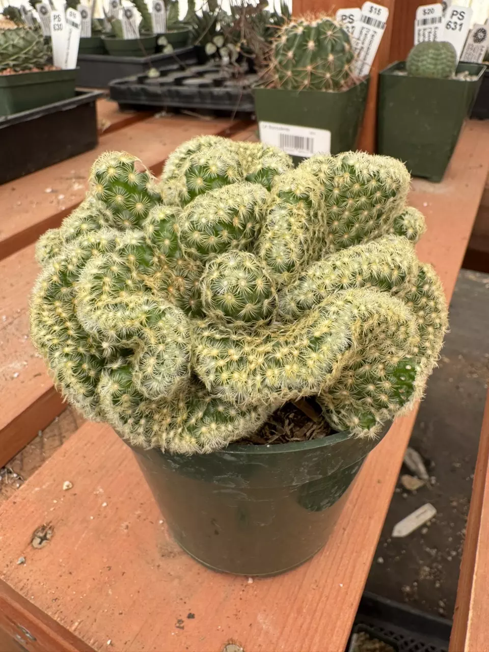 PS633 Mammillaria elongata - crested thumbnail