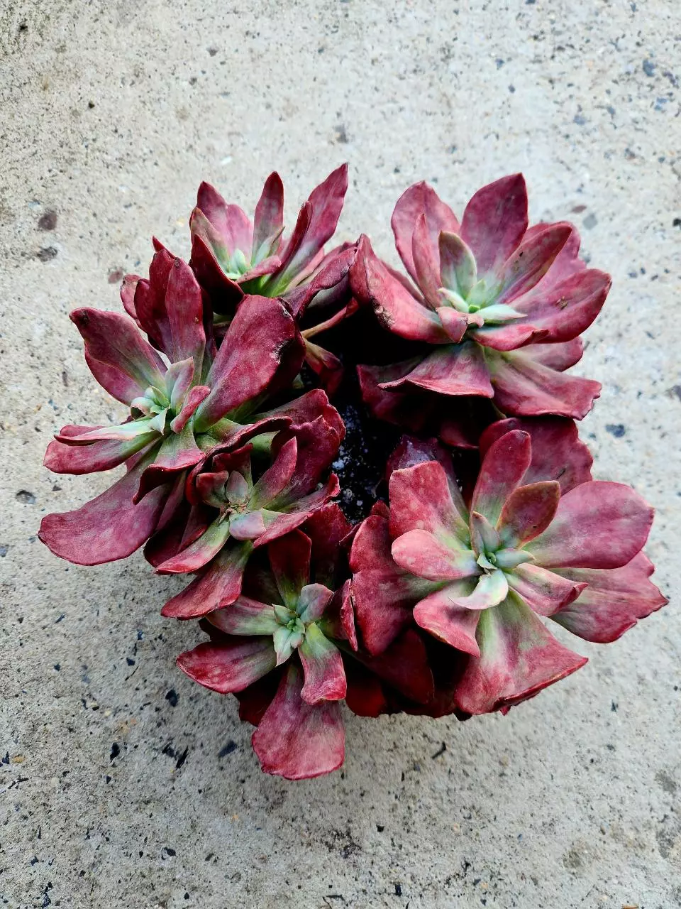 Echeveria Diamond State Variegated thumbnail