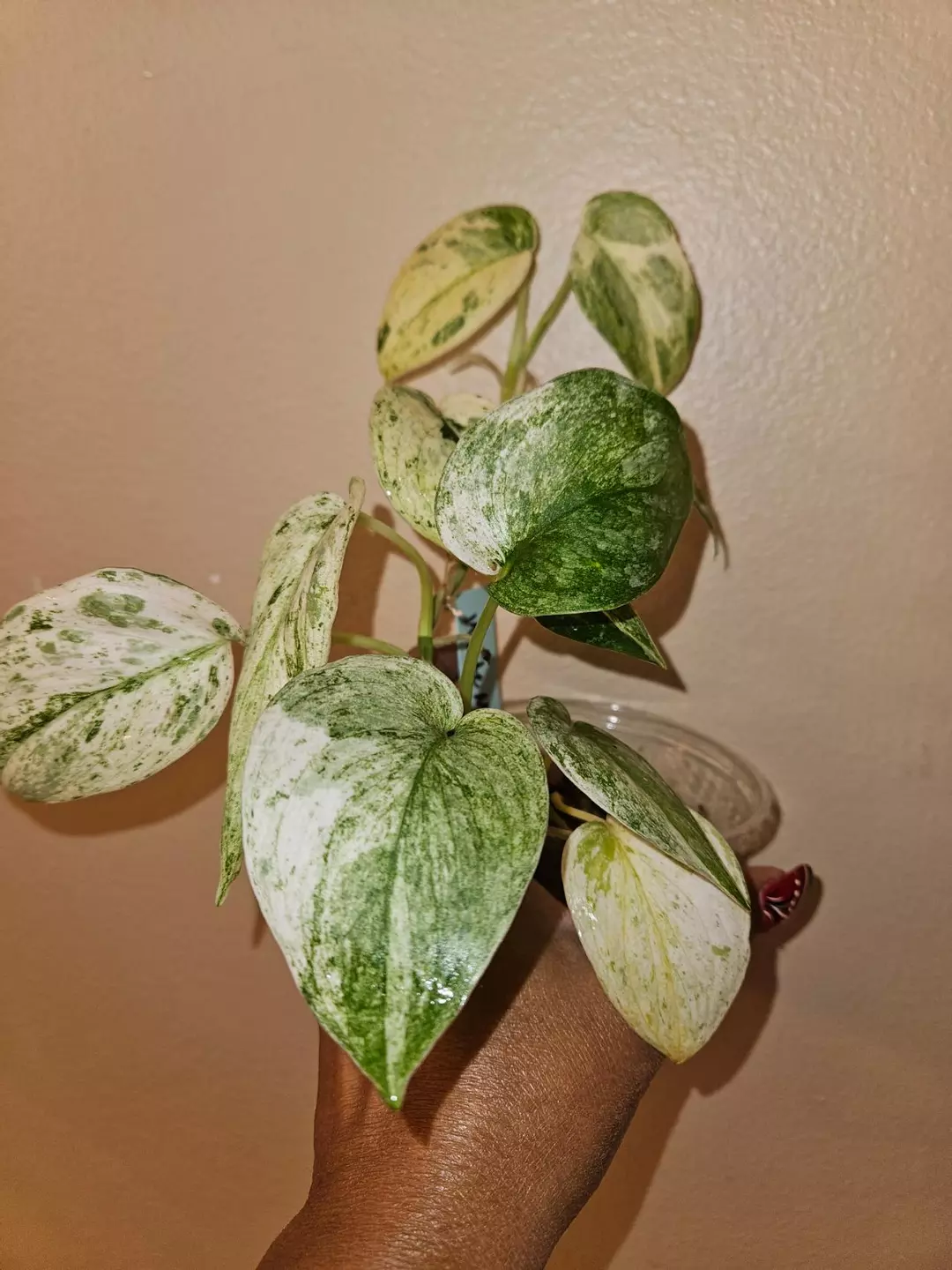 Scindapsus White Marble/Crocodile thumbnail