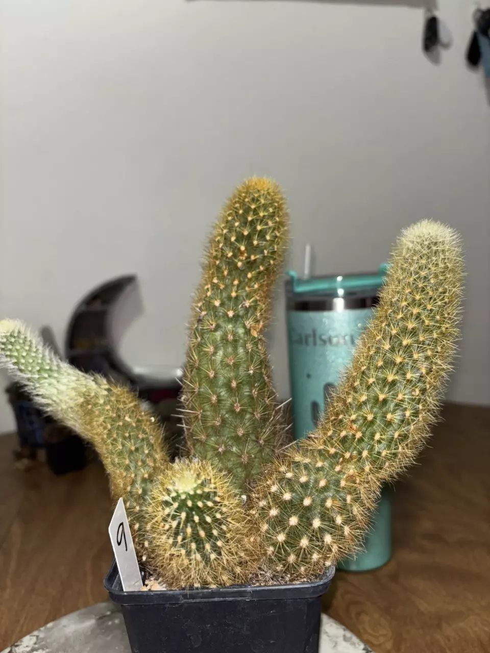 Borzicactus icosagonus thumbnail