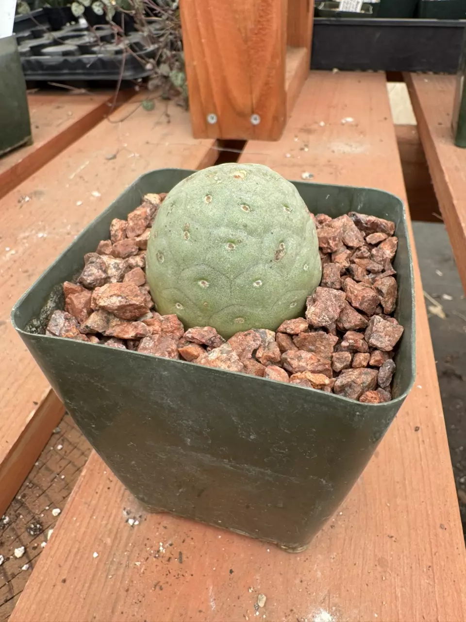 PS628 Tephrocactus geometricus thumbnail