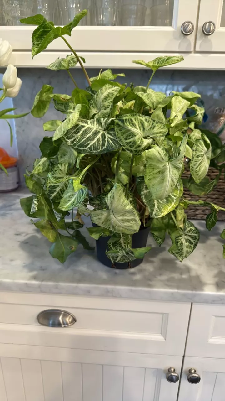 6” Syngonium Glo Go thumbnail