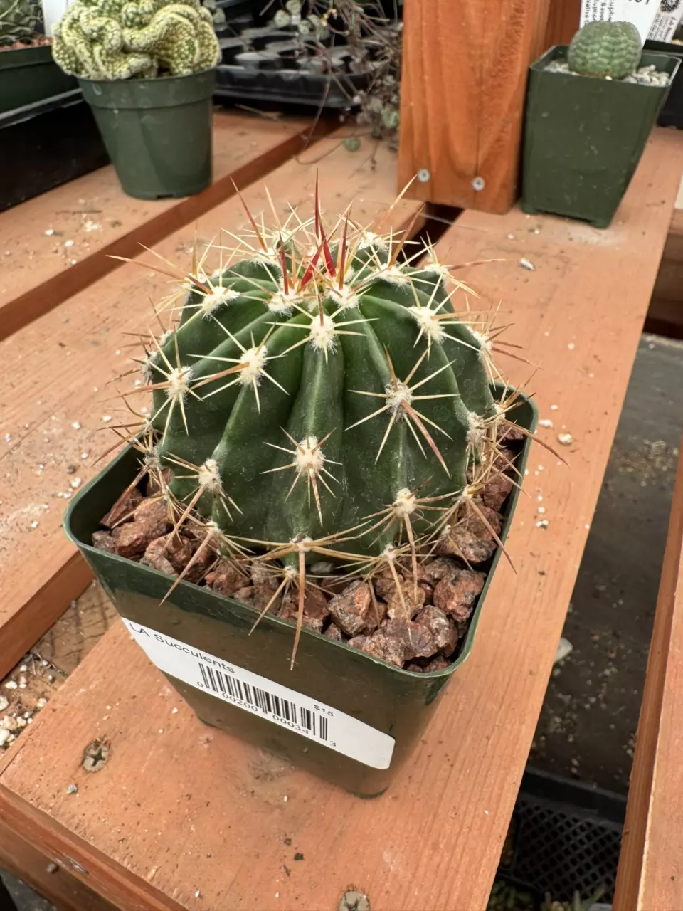 PS632 Ferocactus lindsayi thumbnail