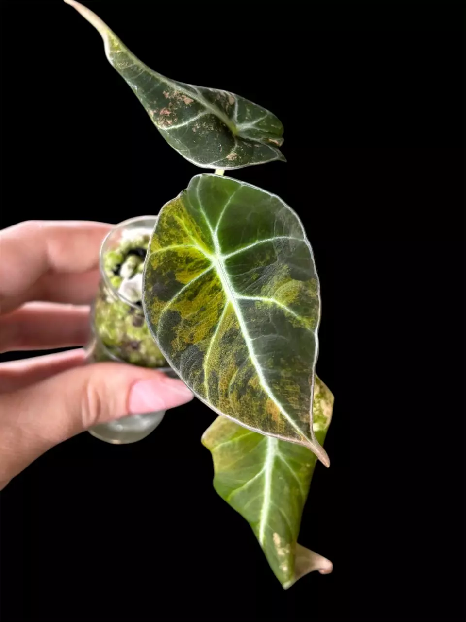 Alocasia Black Velvet Gold thumbnail