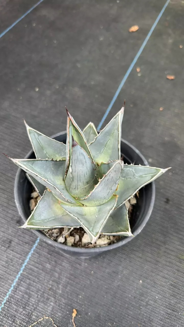 Agave Pumila thumbnail