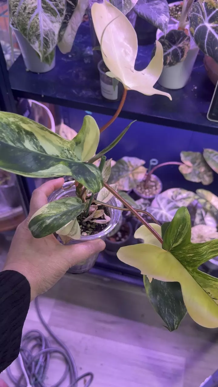 Variegated Philodendron Florida beauty thumbnail