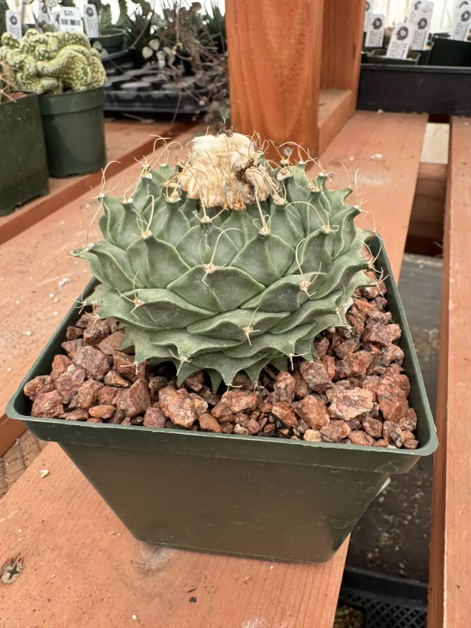 PS630 Obregonia denegrii thumbnail