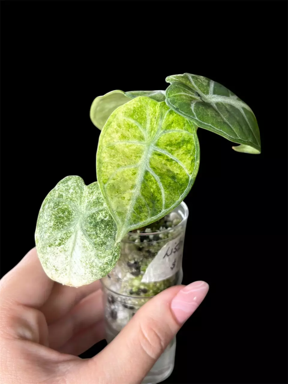 Alocasia Ninja Tricolor thumbnail