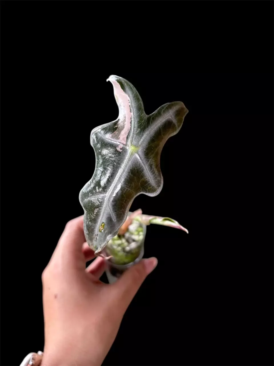 Alocasia Nobilis Pink thumbnail