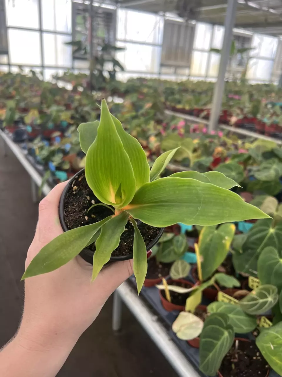 Chlorophytum Fire Flash 4” pot growers choice thumbnail