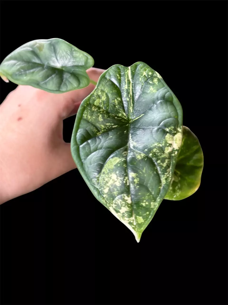 Alocasia Dragon Scale Albo Low Var thumbnail