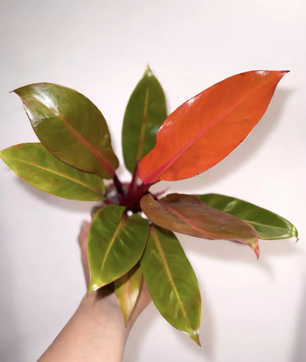 Philodendron Prince of Orange thumbnail