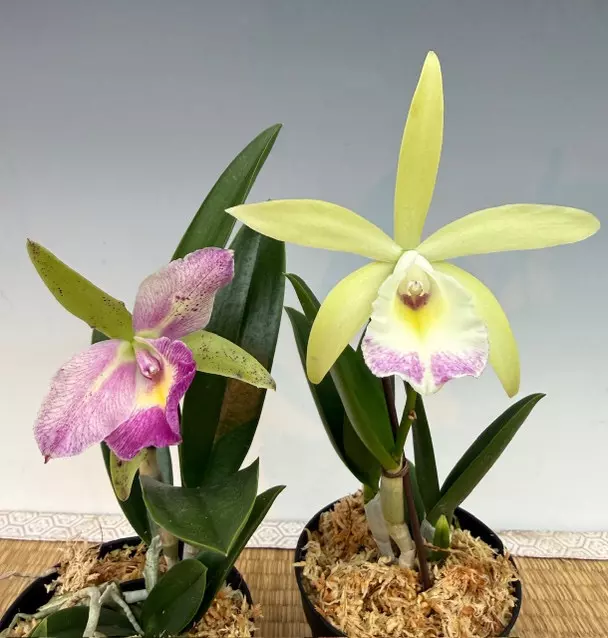 Rare Orchid - B. Nodosa ‘24088’ x Rlc Yen Corona ‘Green Genie’ thumbnail