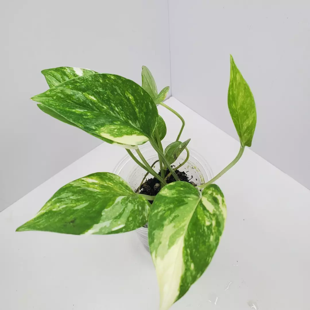 Pothos Colorado Constellation thumbnail