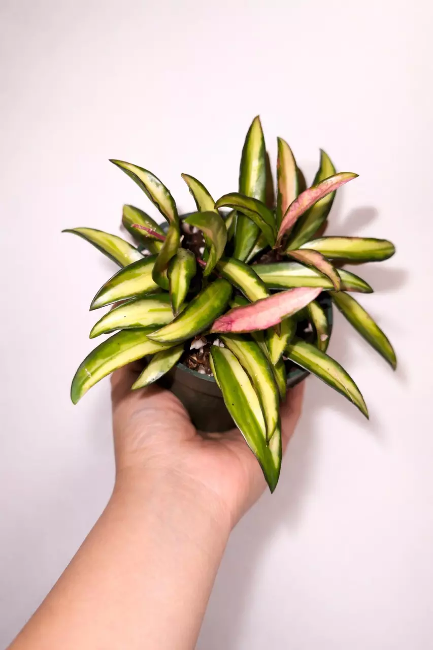 Hoya Wayetii Variegated thumbnail