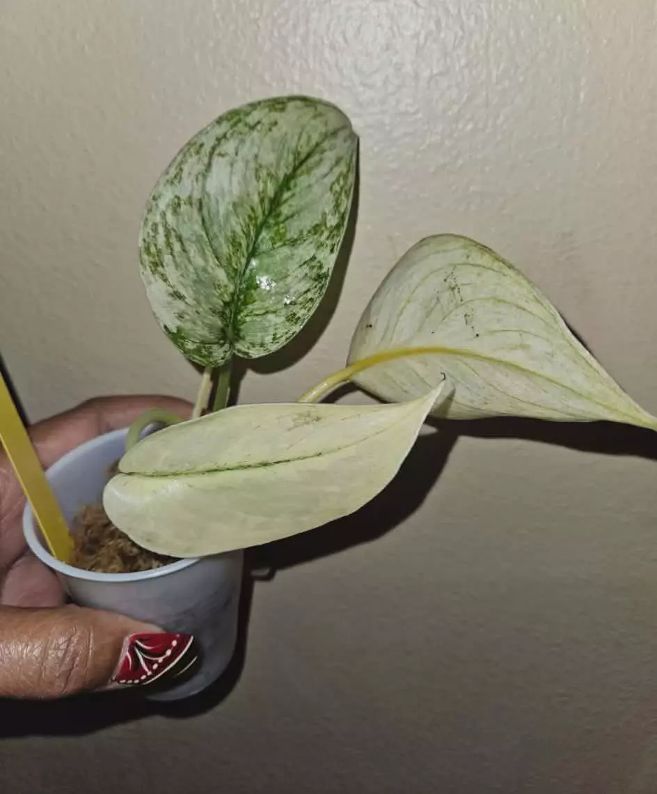 Scindapsus Angel Wings thumbnail