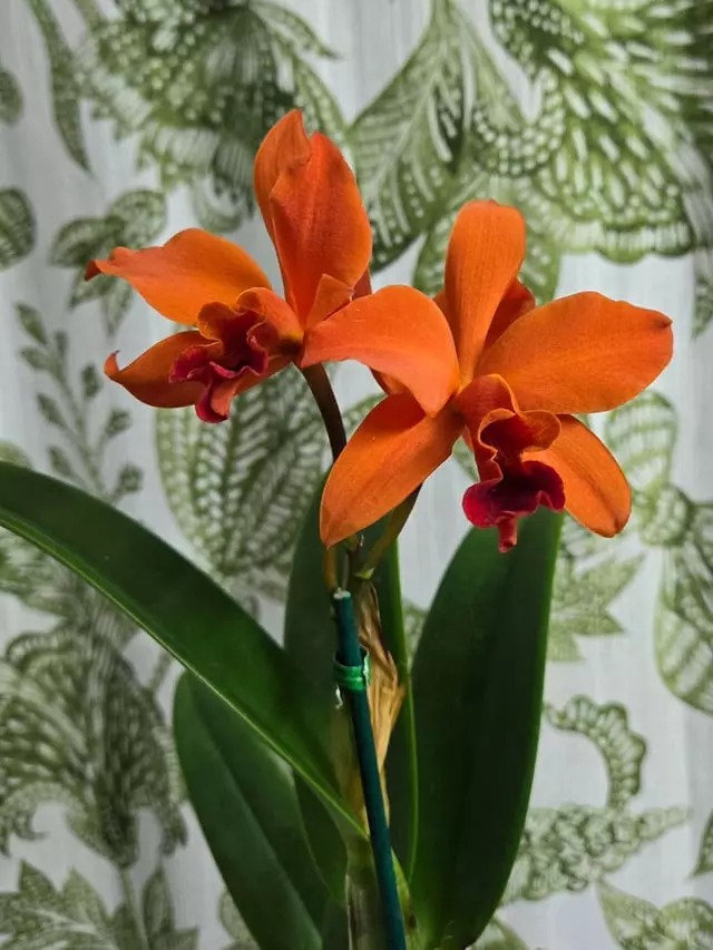 Rare Orchid - LC Fire Dance ‘Patricia’ thumbnail