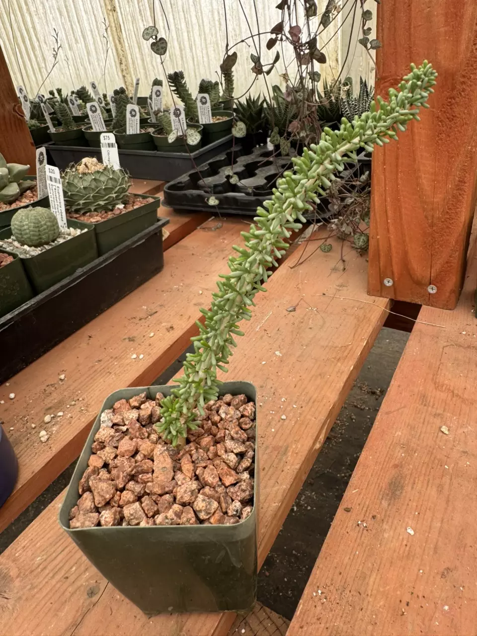 PS626 Ceraria namaquensis thumbnail