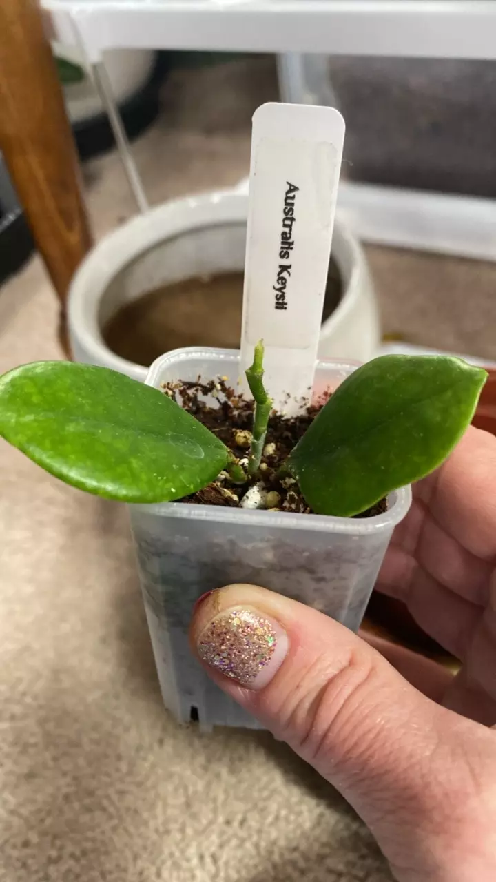Hoya Australis Keysii thumbnail