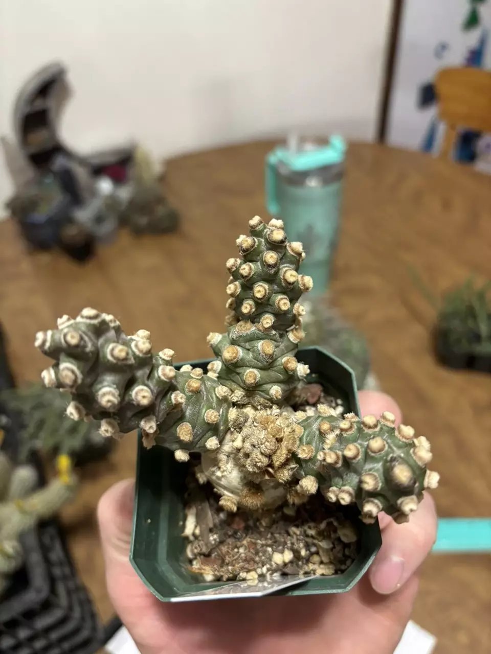 Tephrocactus Molinensis thumbnail